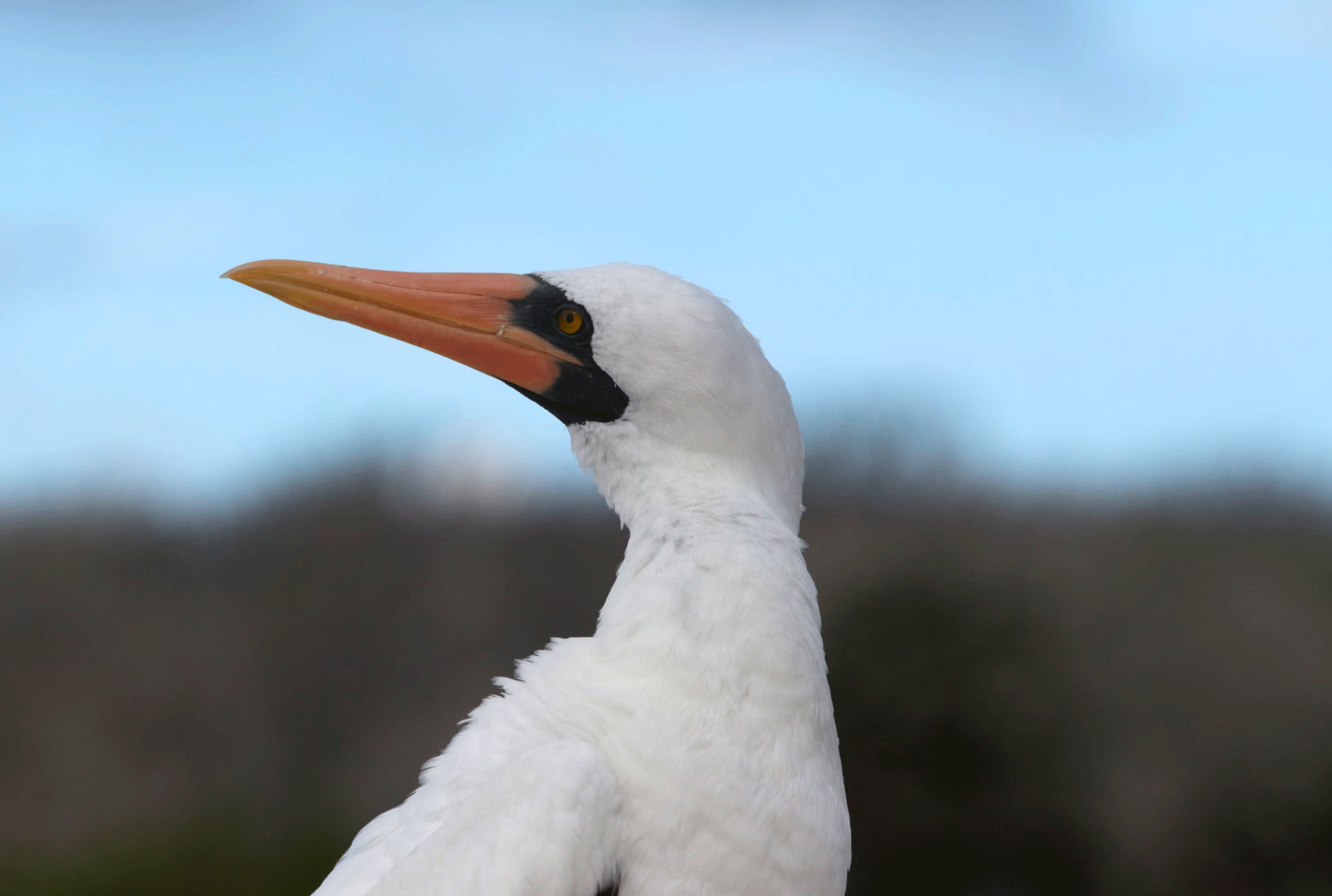 Bird standing on rock