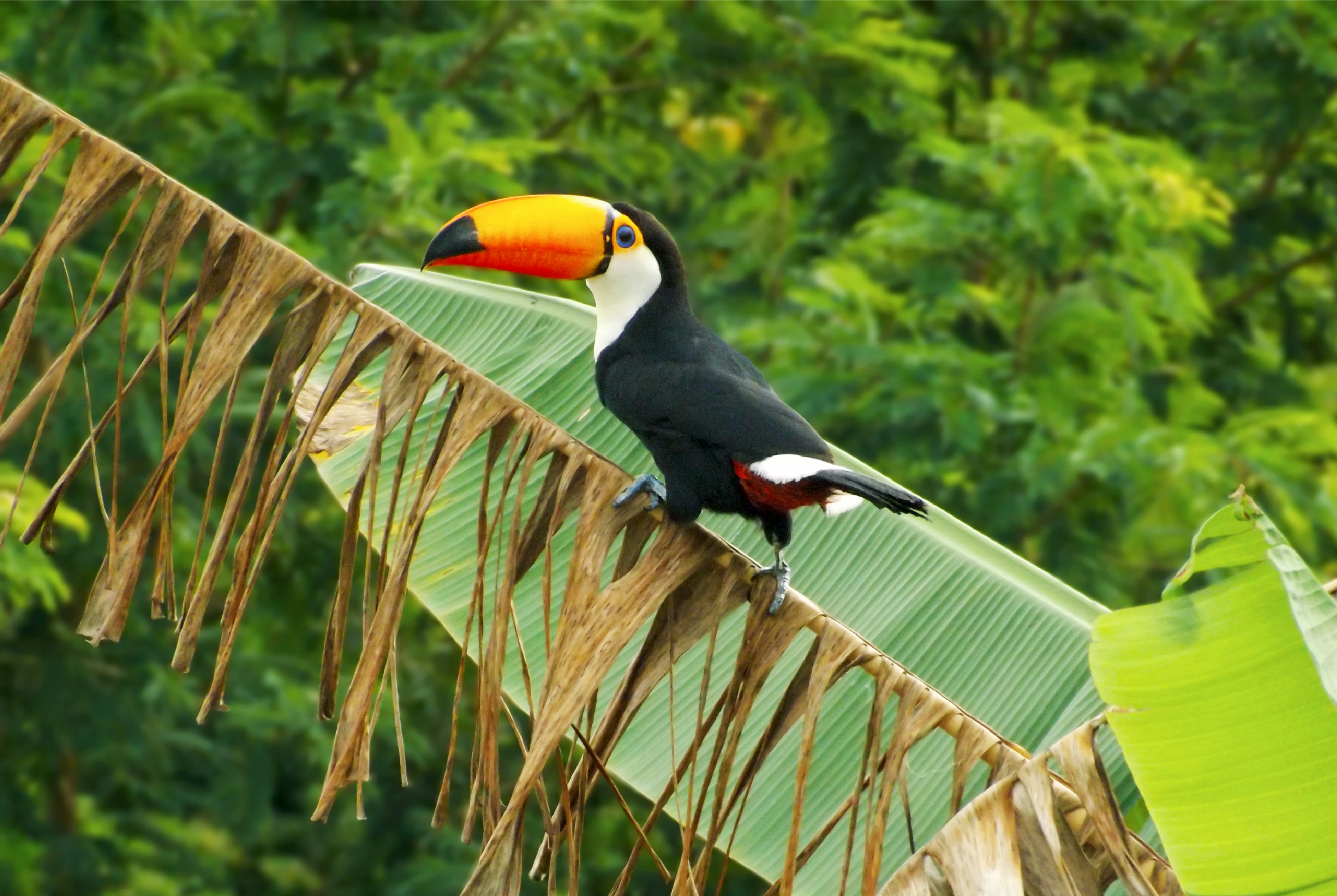 Toucan sitting on branch