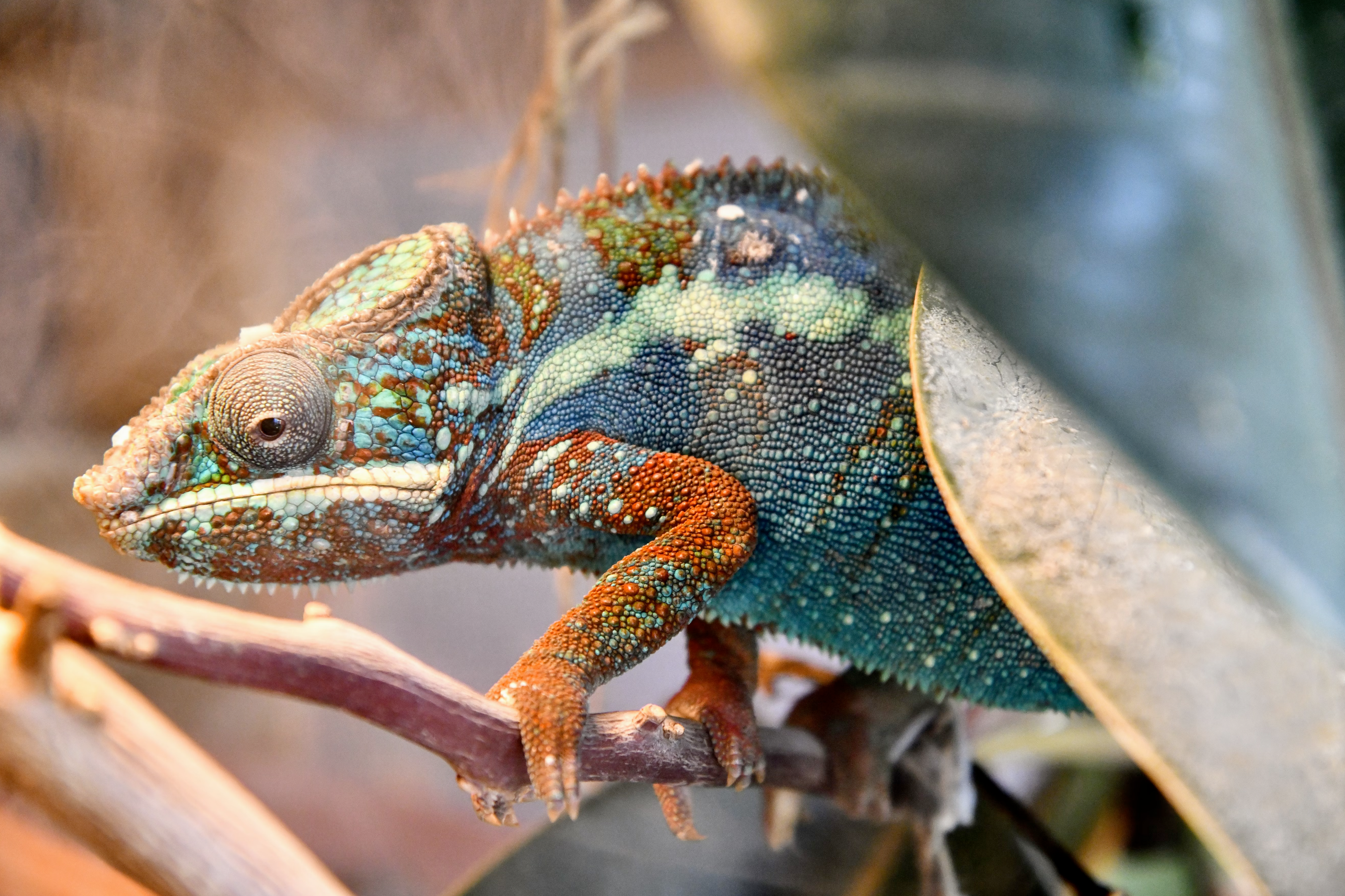 Chameleon