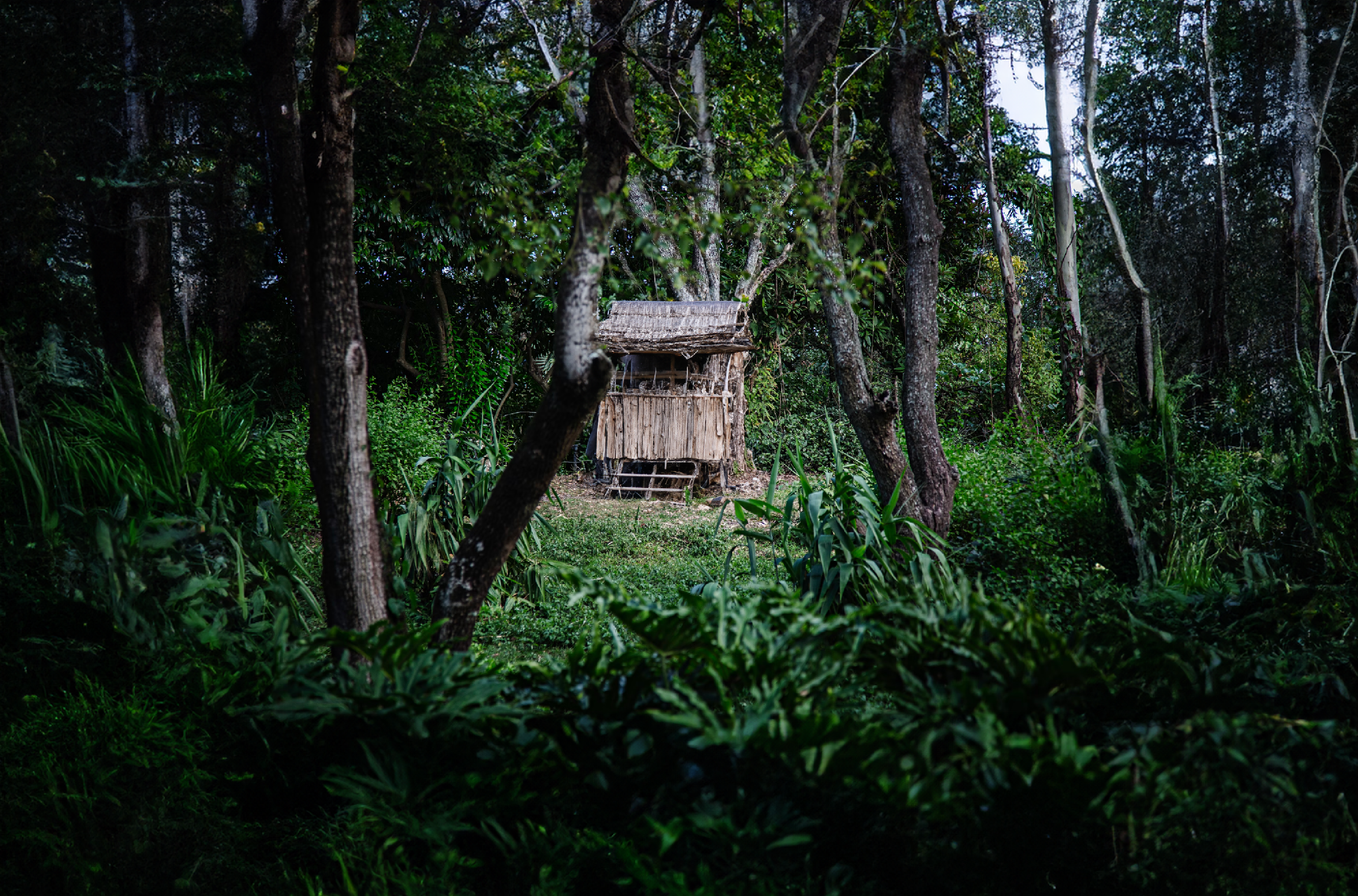 House in forest