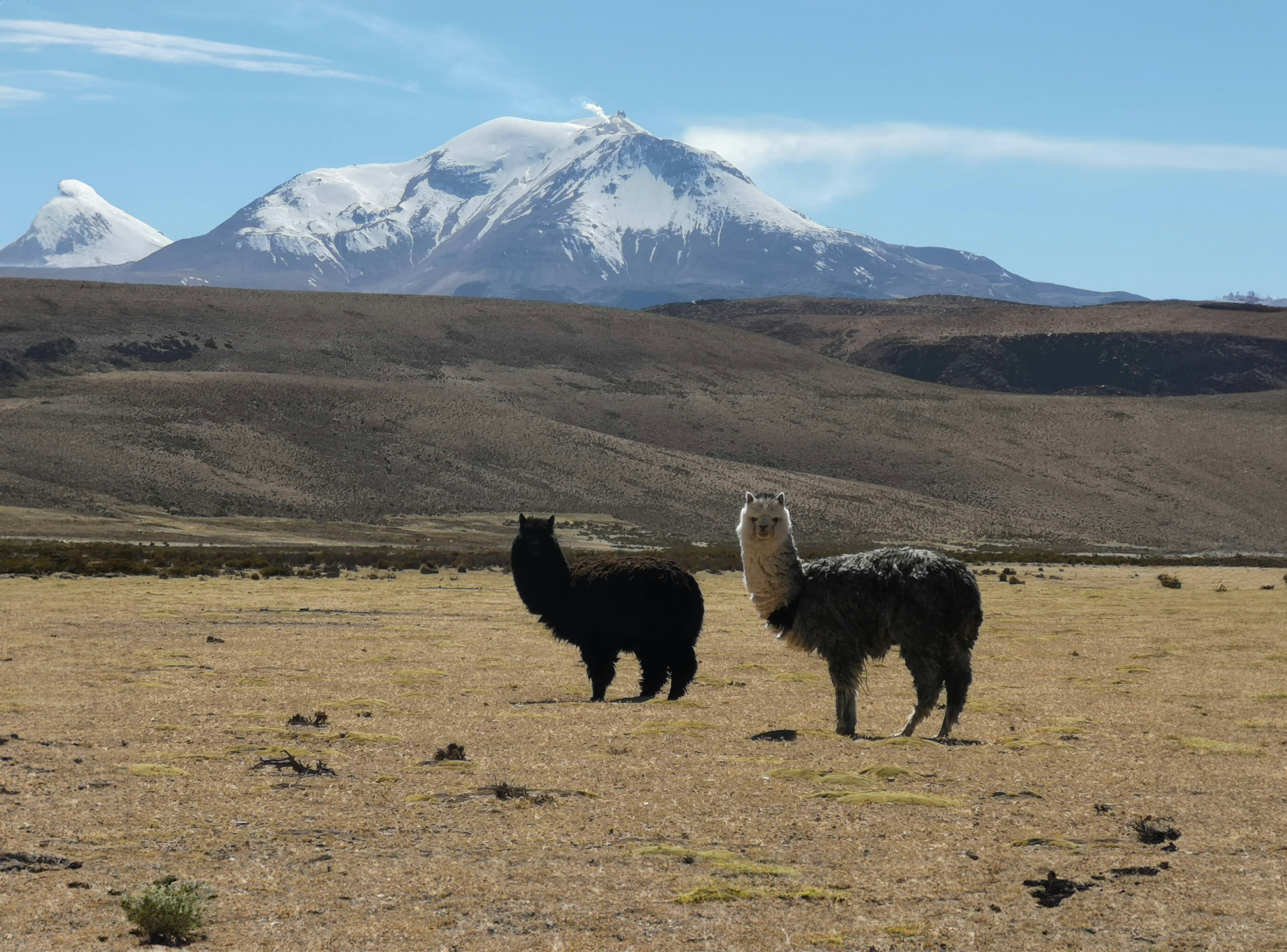 Llamas