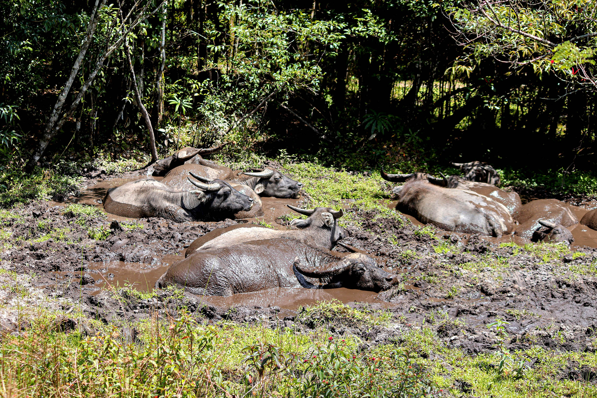 Oxen resting in mud