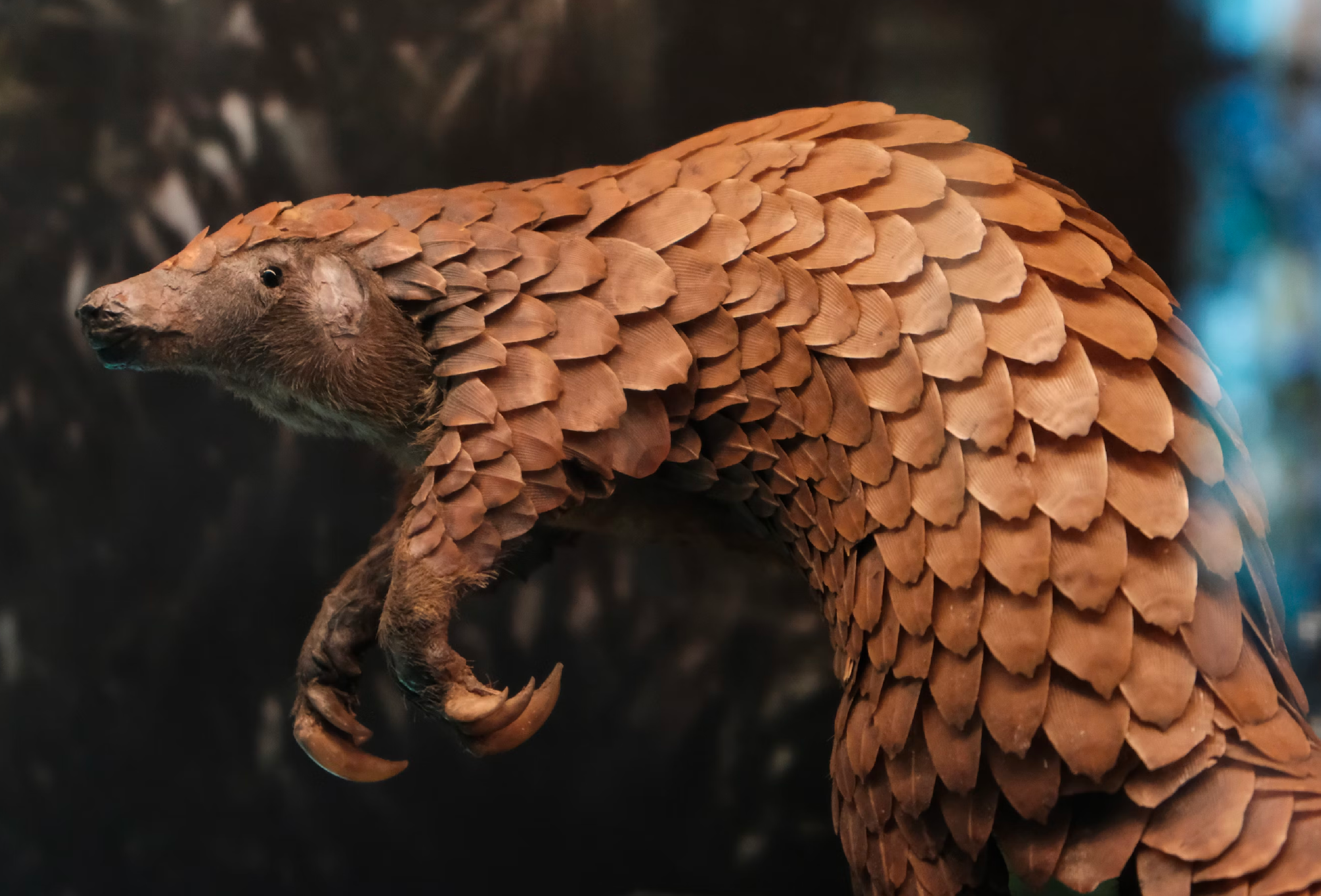 Pangolin