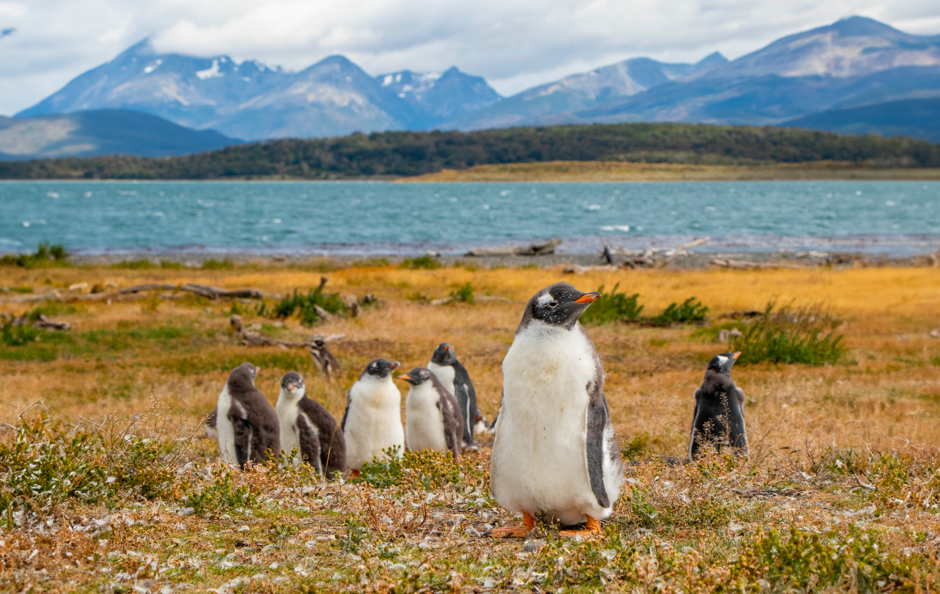 Penguins