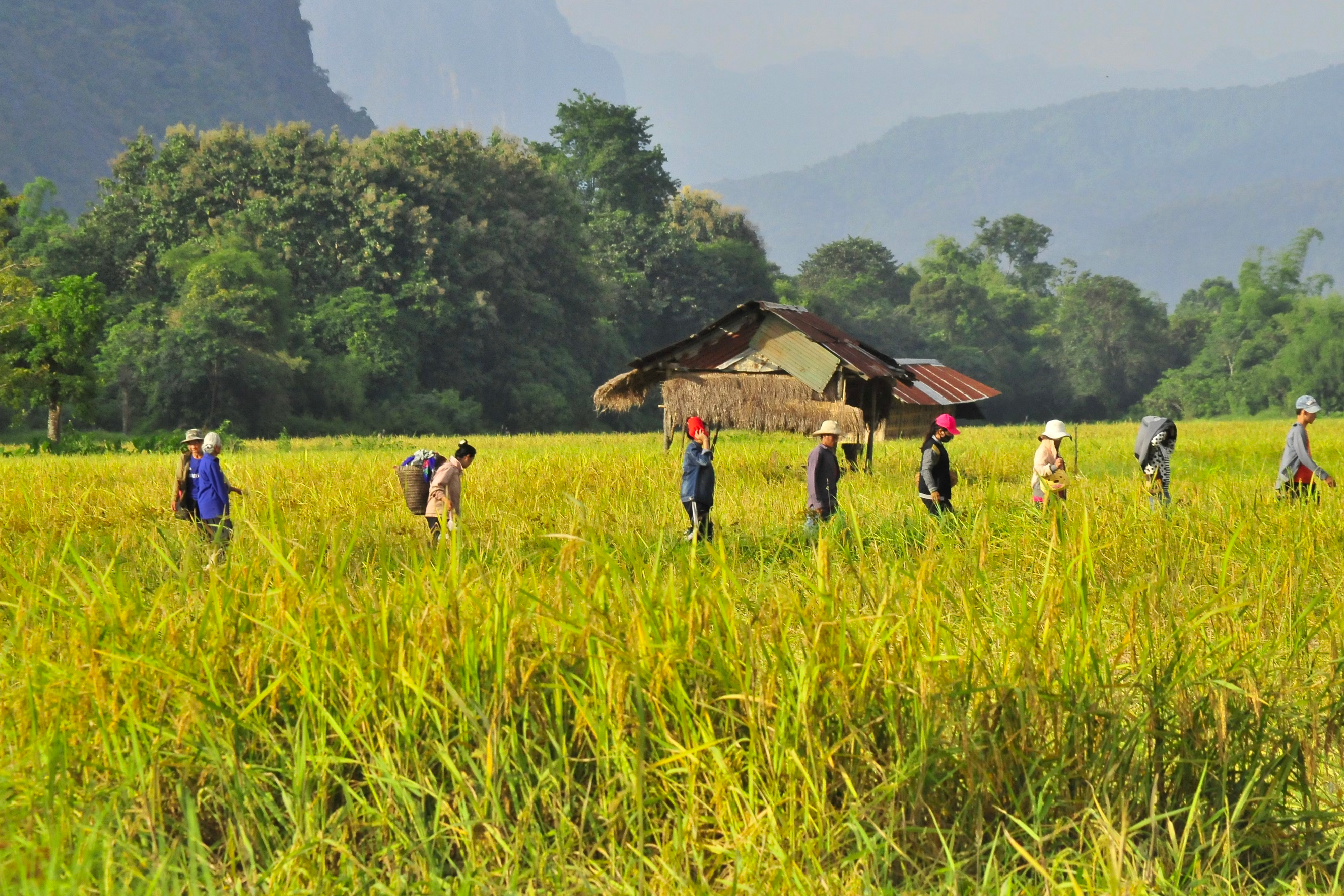 People in a field