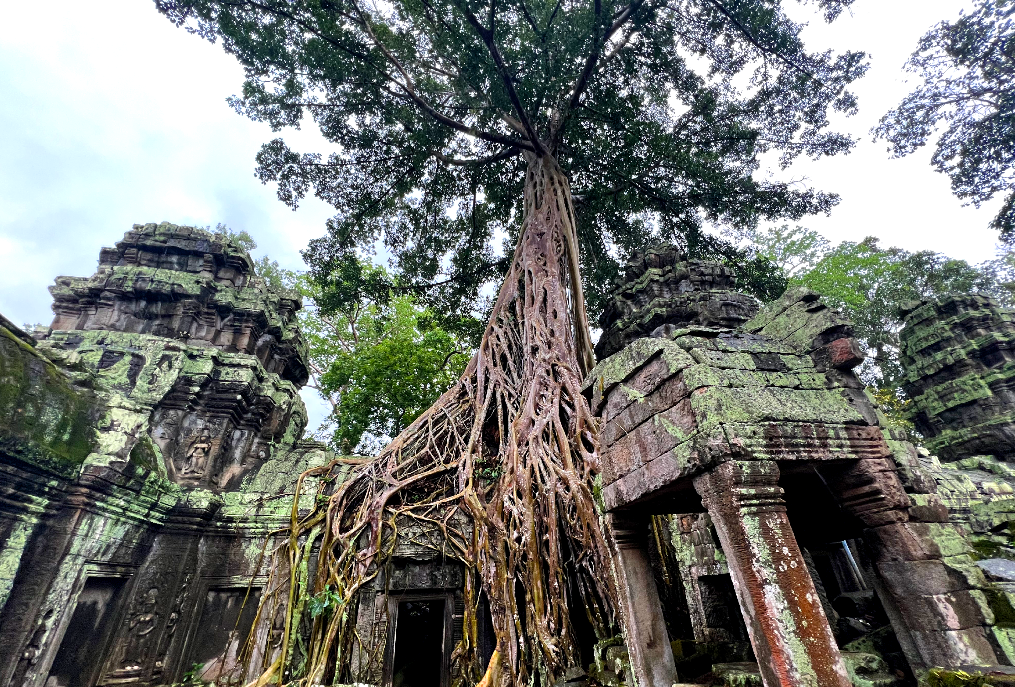 Tree growing out of an ancient temple