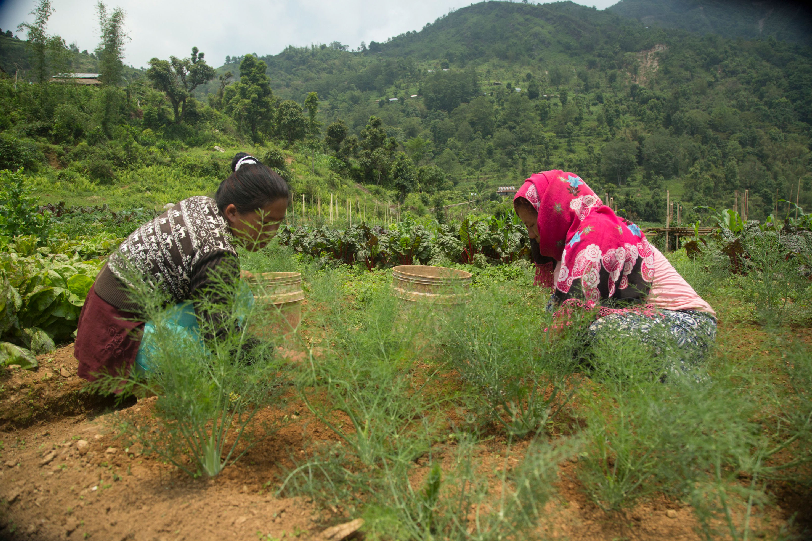 Women gathering crops