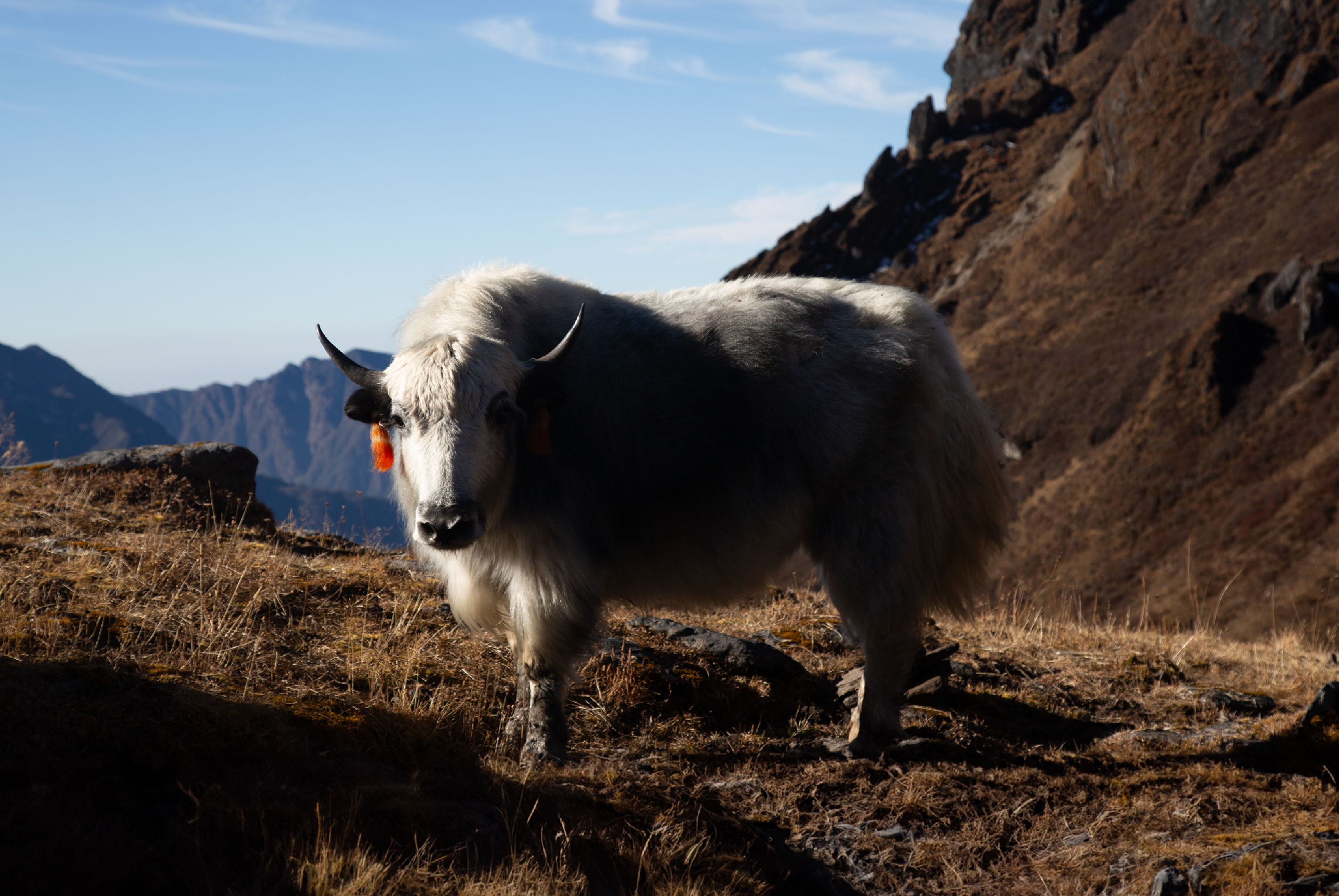 Yak